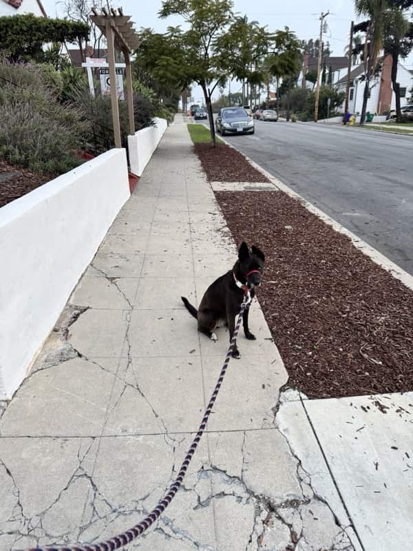 A picture of a black dog named Bowie sitting, taken on November 30 2025 at 6:26 am